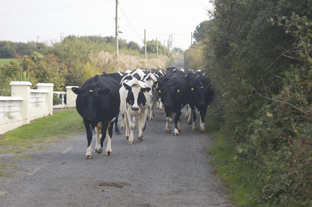 Greenfields Farmhouse Vila Ballylongford Exterior foto
